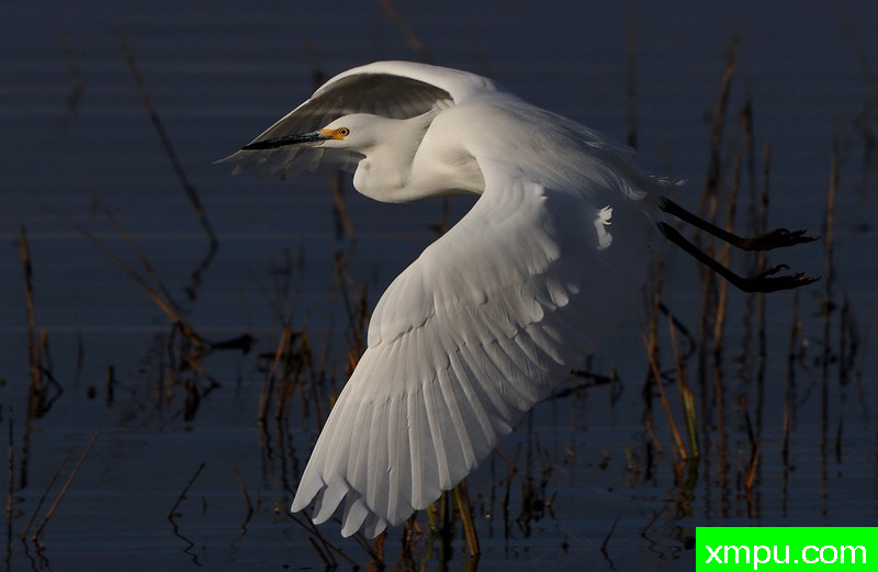 主席白鹭鸶II-著名摄影师：TMJ摄影[美国]