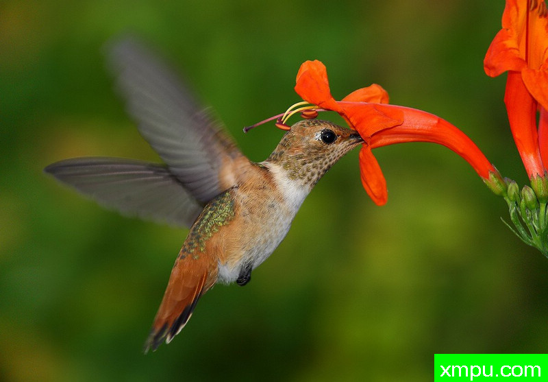 蜂鸟角金银花---著名摄影师：TMJ摄影[美国]