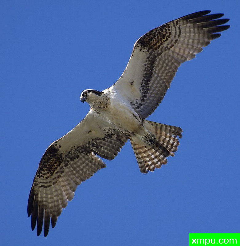 天空主人 ---著名摄影师：TMJ摄影[美国]