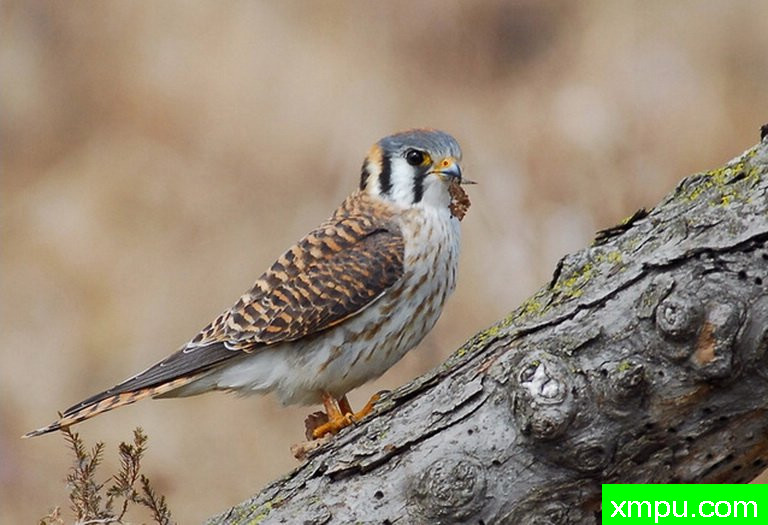 红隼03--摄影师：彼得伊瓦诺斯基摄影