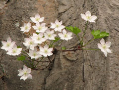 欧亚香花芥