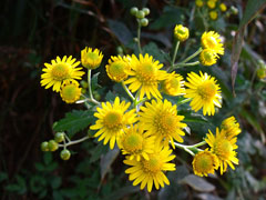 野菊花