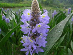 雨久花