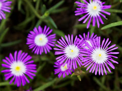 露子花