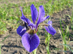 花菖蒲