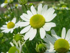 罗马甘菊