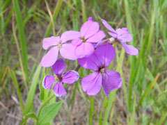 蓝香芥