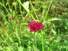 轮峰菊