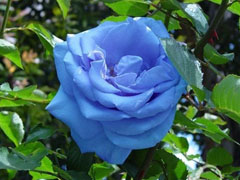 天然蓝玫瑰