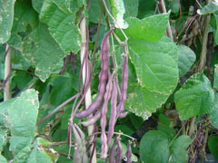 紫架豆