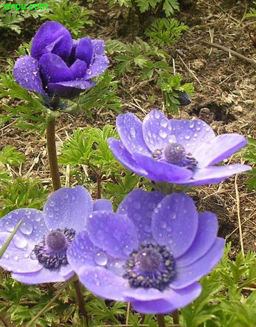 欧洲银莲花