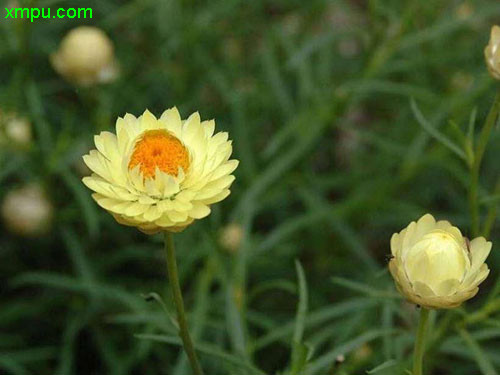 欧洲银莲花