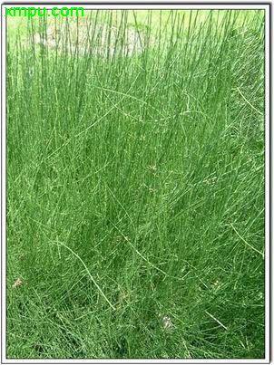 笔管草图片及笔管草种类