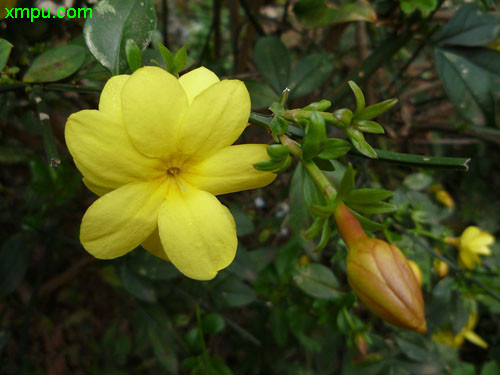 迎春花