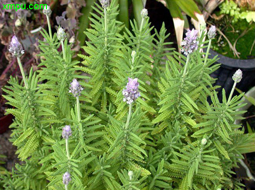 齿叶薰衣草图片及齿叶薰衣草种类