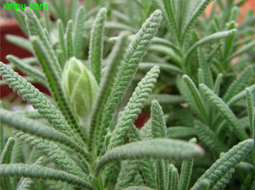 齿叶薰衣草图片及齿叶薰衣草种类