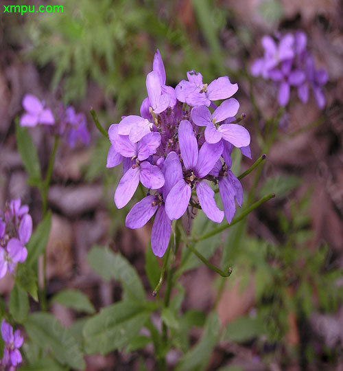 欧亚香花芥图片及欧亚香花芥种类