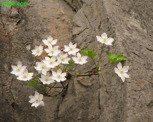 欧亚香花芥