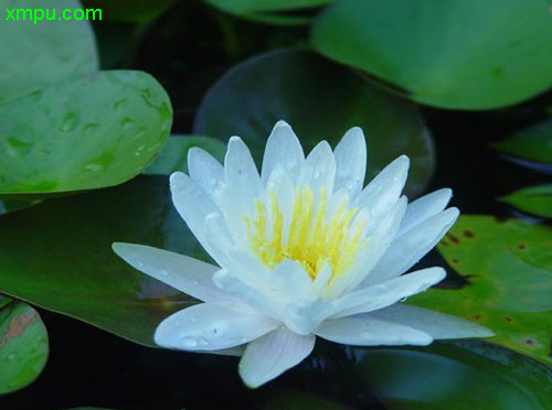 芙蓉莲