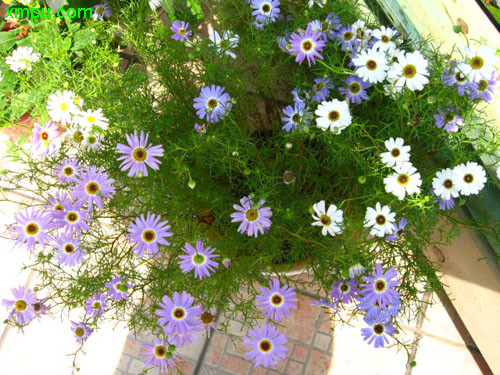 五色菊图片及五色菊种类