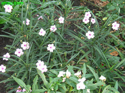 翠芦莉