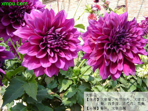 花卉名称:大丽花大丽花别名:大丽菊,天竺牡丹,苕牡丹,地瓜花,大理花