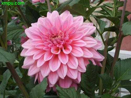 大丽花
