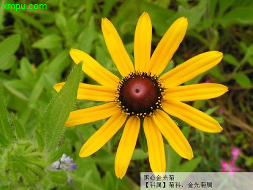 金光菊