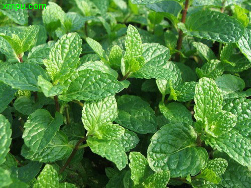 留兰香图片及留兰香种类