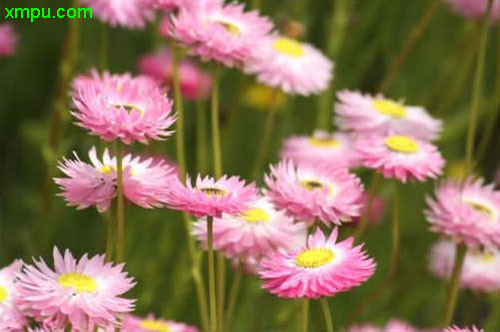 永生菊