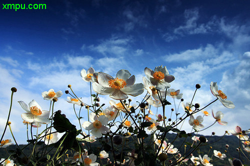 野棉花