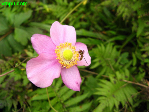 野棉花