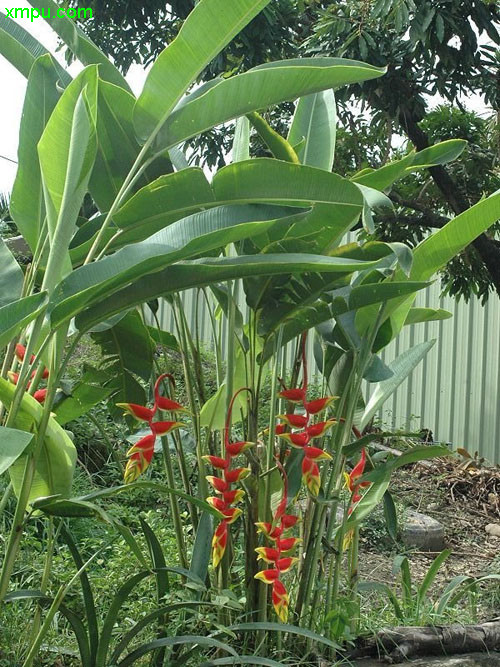 垂花火鸟蕉