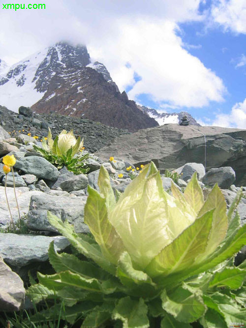 雪莲图片及雪莲种类