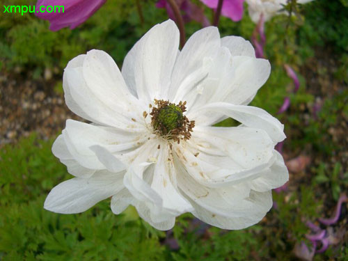 银莲花