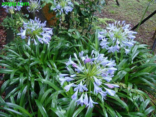 百子莲图片及百子莲种类