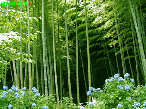 慈竹图片及慈竹种类