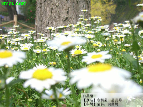 白晶菊
