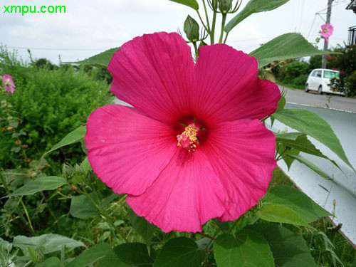 芙蓉葵