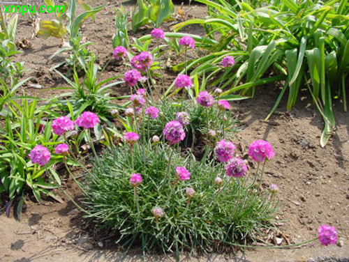 海石竹图片及海石竹种类