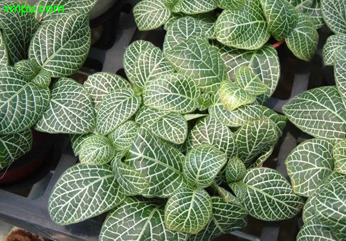 白网纹草