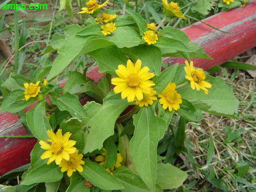 皇帝菊