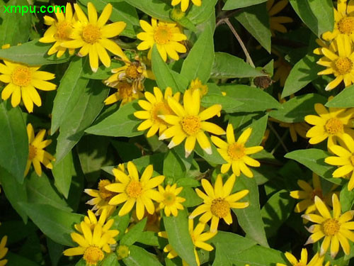 皇帝菊