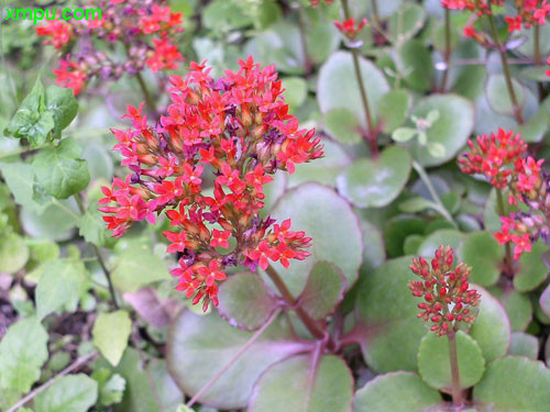 长寿花