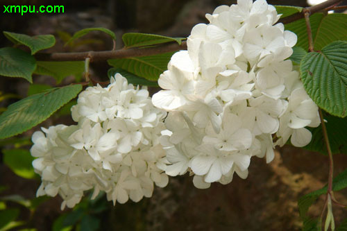 琼花