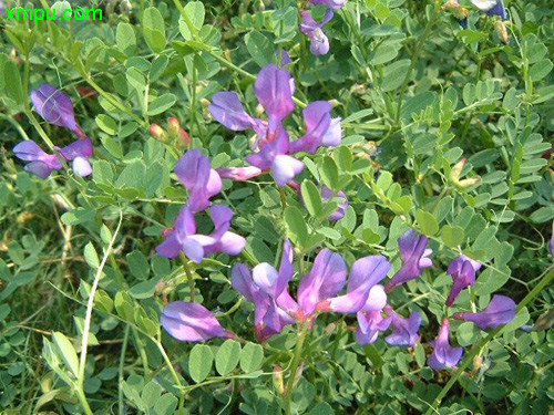 大花野豌豆