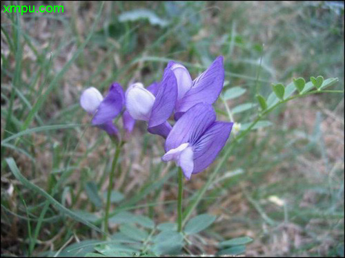 大花野豌豆
