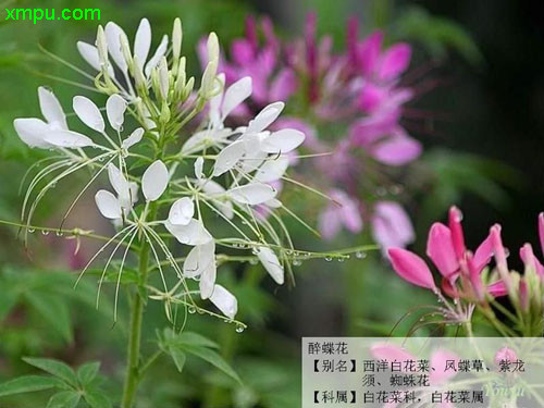 醉蝶花