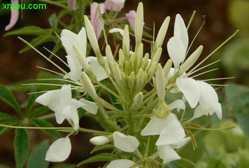 醉蝶花
