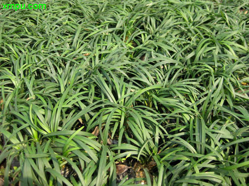 沿阶草